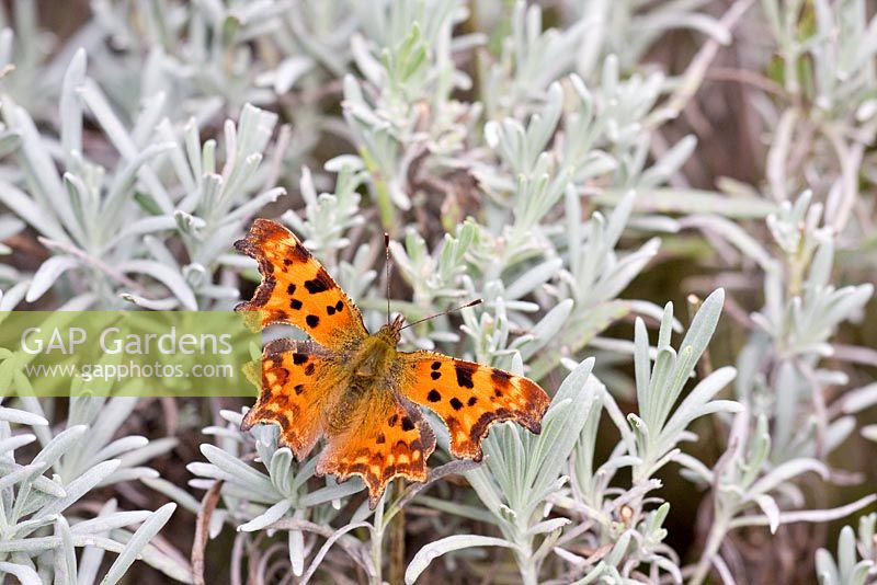 Polygonia c-album - Comma Butterfly on Lavender