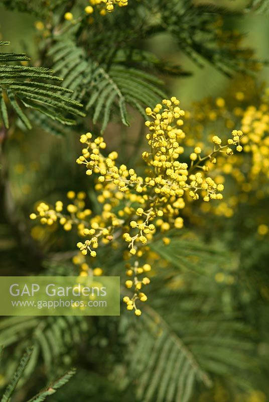 Acacia dealbata - Mimosa flowering in early spring
