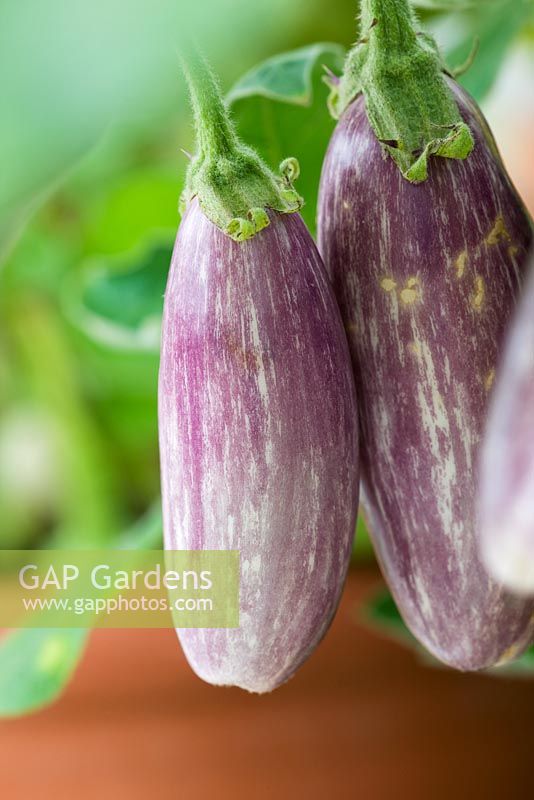 Solanum melongena - Aubergine 'Fairy Tale F1' growing
