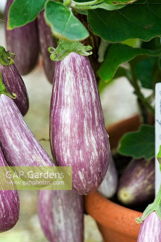 Solanum melongena - Aubergine 'Orient Express F1' growing  in terracotta pot