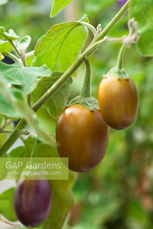 Solanum melongena - Aubergine 'Ophelia F1'
