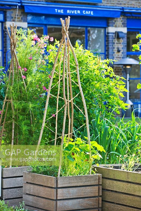 Vegetable potager with raised beds at The River Cafe Restaurant, London, UK 
