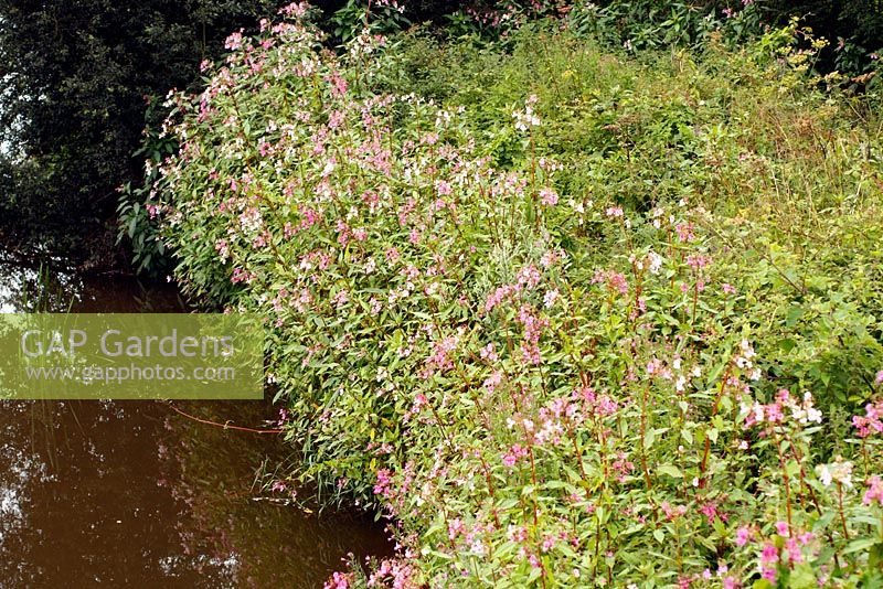 Impatiens glandulifera - Himalayan Balsam, an alien weed which has dominated native vegetation. Shown here on the banks of the River Culm in Devon