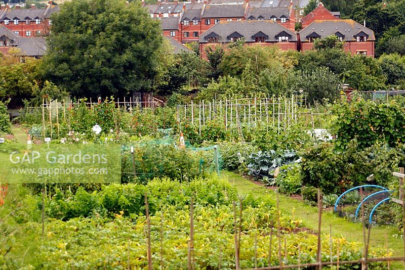 Allotments in Exwick, Exeter