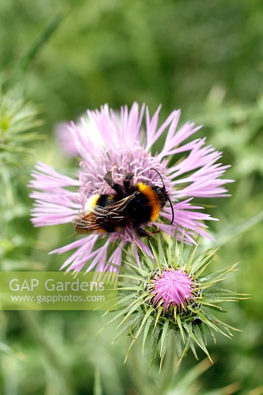 Galactites tomentosa with Bumble Bee 