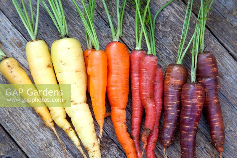 From left to right - Carrots 'Creme de Lite', 'Healthmaster', 'Sugarsnax', and 'Purple Haze'