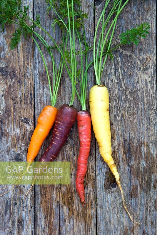 From left to right - Carrots 'Healthmaster', 'Purple Haze', Carrot 'Sugarsnax' and 'Creme de Lite'