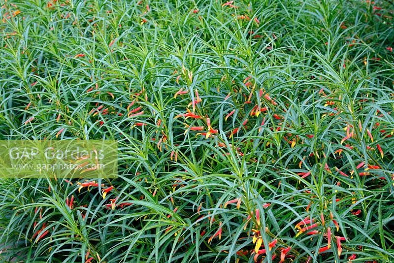 Lobelia laxiflora angustifolia