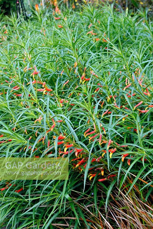 Lobelia laxiflora angustifolia