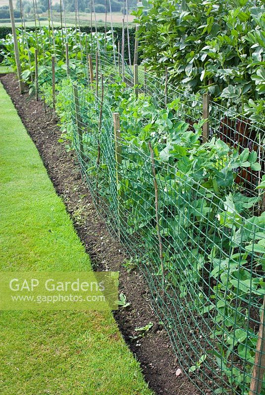 Peas protected by netting, growing in rows in vegetable bed - Parm Place, NGS garden, Cheshire
