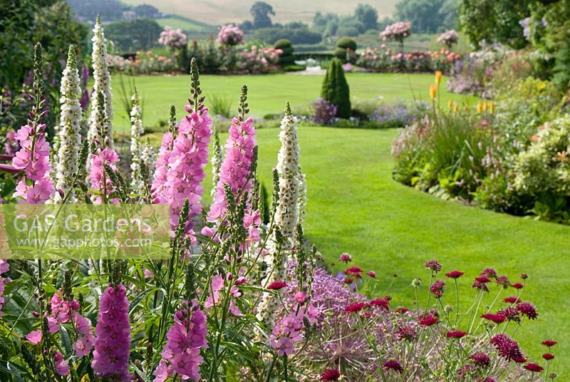 Pink and white border with Sidalcea 'Party Girl', Verbascum chaixii 'Album', Allium christophii and Knautia macedonica with view of colourful herbaceous borders and lawn beyond, at Parm Place, NGS garden, Cheshire