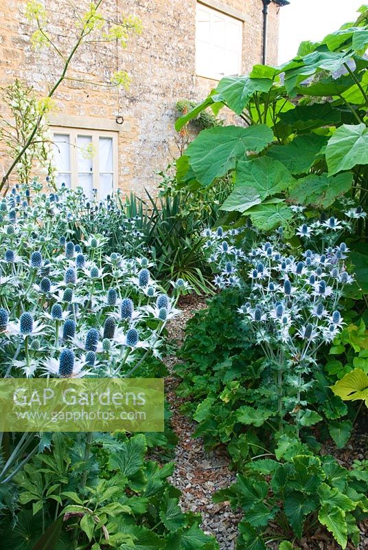 The Gravel Garden includes large leaved Paulownia tomentosa, blue Eryngium x giganteum and golden leaved hostas. Yews Farm, Martock, Somerset, UK