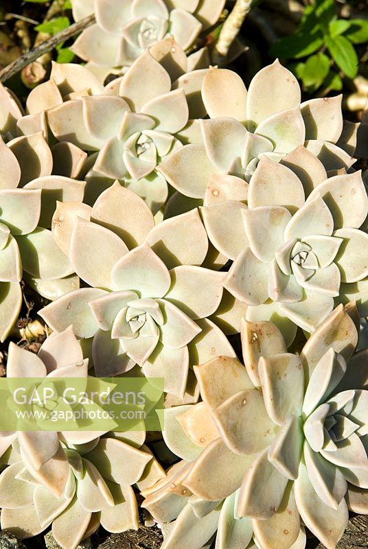 Graptopetalum paraguayense - Mother of Pearl Plant. Ventnor Botanic Garden, Ventnor, Isle of Wight, UK