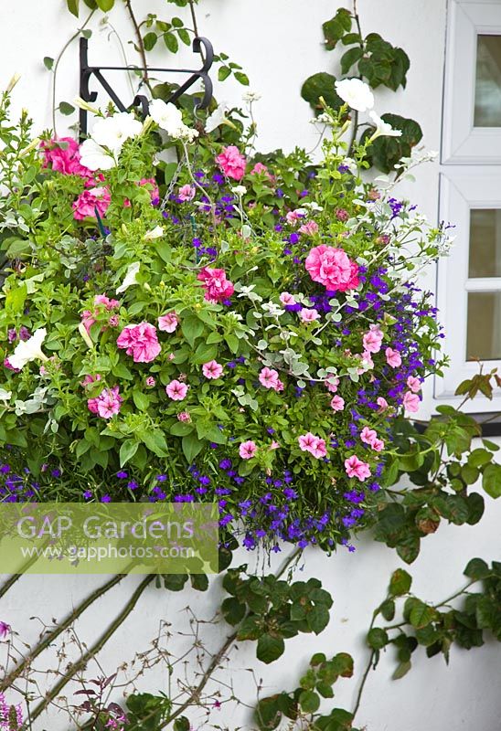 Well planted colour themed hanging basket with flowers in profusion, packed into an idyllic English cottage garden, at Grafton Cottage,NGS, Barton-under-Needwood Staffordshire