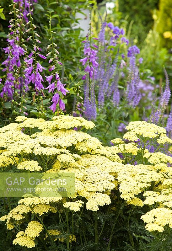 Achillea 'Taygetea' at Grafton Cottage ,NGS, Barton-under-Needwood Staffordshire
