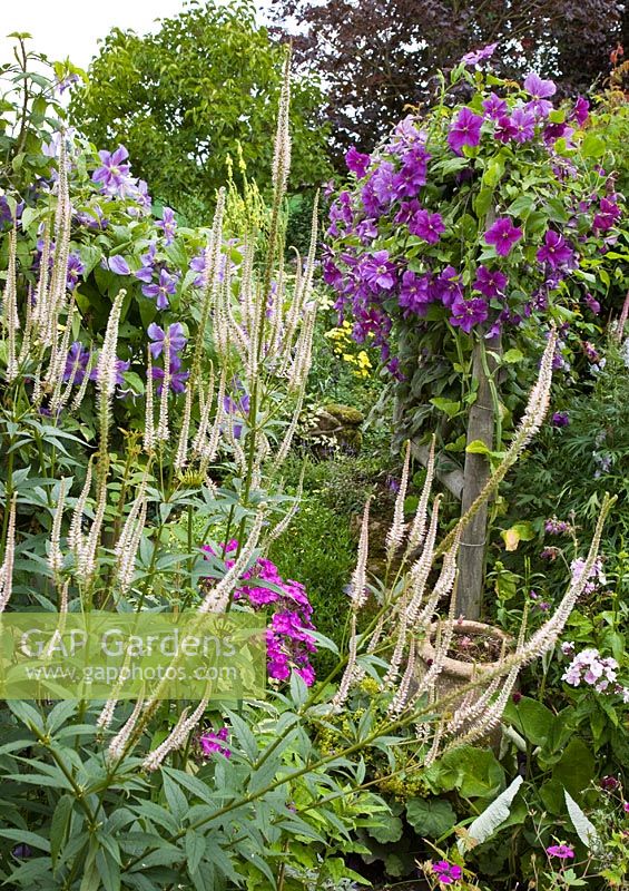 Rustic trellis with climbing clematis deep and light purple borders of herbaceous perennials with flowers in profusion, packed into an idyllic English cottage garden, at Grafton Cottage , NGS, Barton-under-Needwood Staffordshire