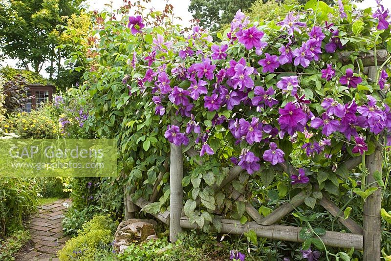 Rustic trellis with purple climbing clematis with flowers in profusion, packed into an idyllic English cottage garden, at Grafton Cottage ,NGS, Barton-under-Needwood Staffordshire