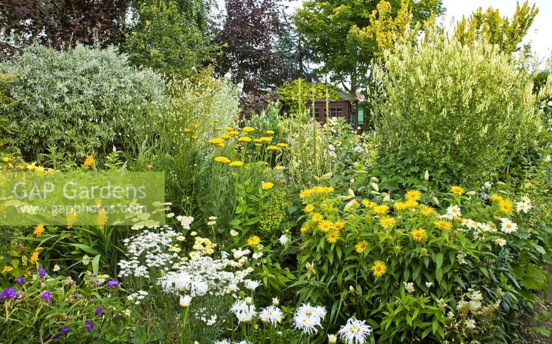 Colour themed borders of herbaceous perennials with flowers in profusion, packed into an idyllic English cottage garden, at Grafton Cottage ,NGS, Barton-under-Needwood Staffordshire