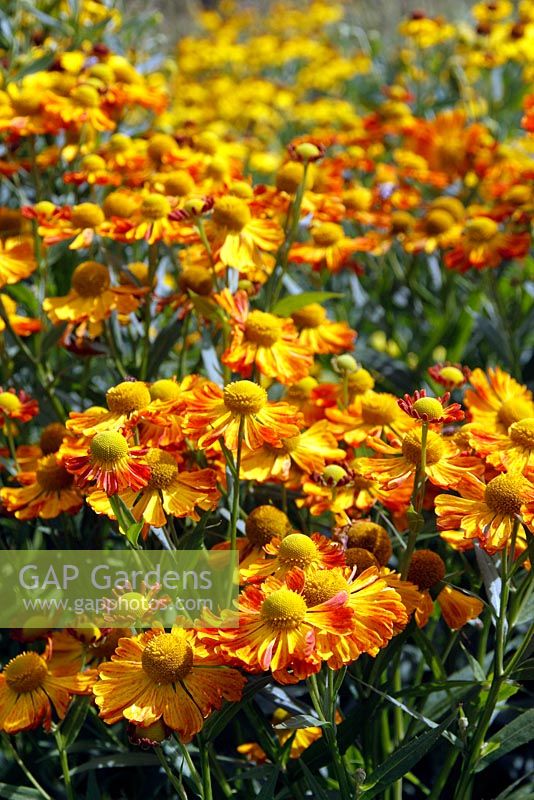 How new plants are selected - a Sport or Seedling mixed in with Helenium Riverton Beauty in the Oudolf borders at RHS Wisley in 2009