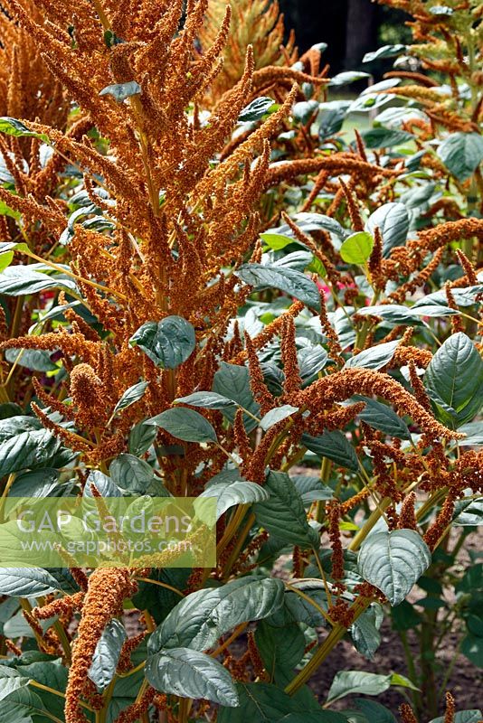 Amaranthus cruentus Autumn Palette Group