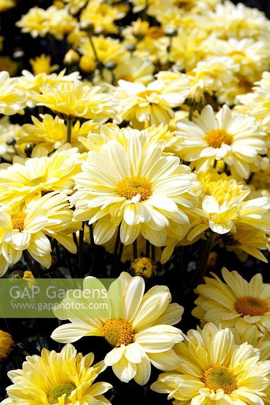 Chrysanthemum 'Primrose Enbee Wedding' AGM