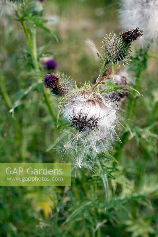 Wind blown seed dispersal of Spear Thistle -Cirsium vulgare