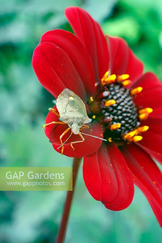 Shield Bug - Picromerus bidens on flower of Dahlia 'Bishop of Auckland'