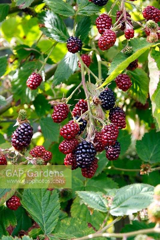 Rubus Blackberry 'Thornless'