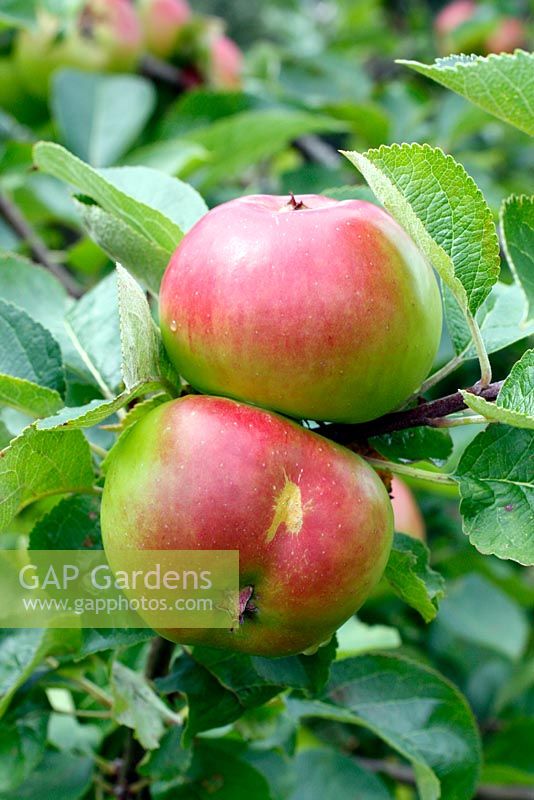 Bramley's Seedling apples in early August