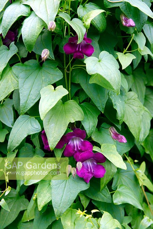 Lophospermum 'Mystic Purple'