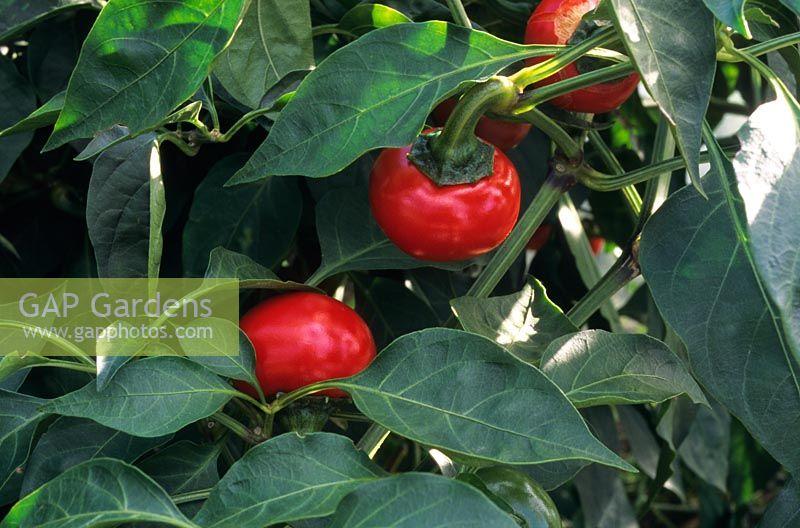 Capsicum frutescens 'Red Cherry' - Chili Pepper