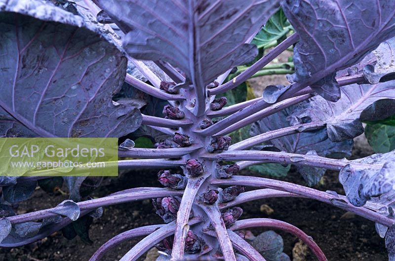 Brassica oleracea gemmifera 'Rubine Red' - Brussel Sprout