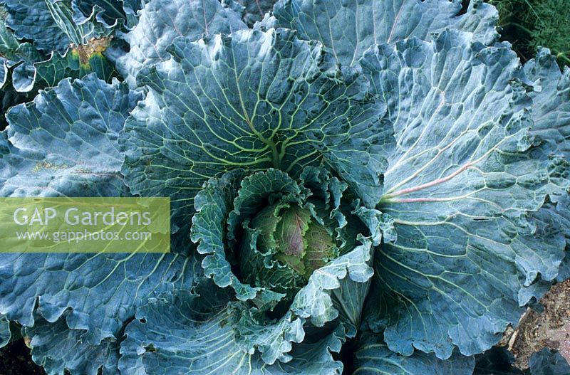 Brassica oleracea 'January King' - Cabbage
