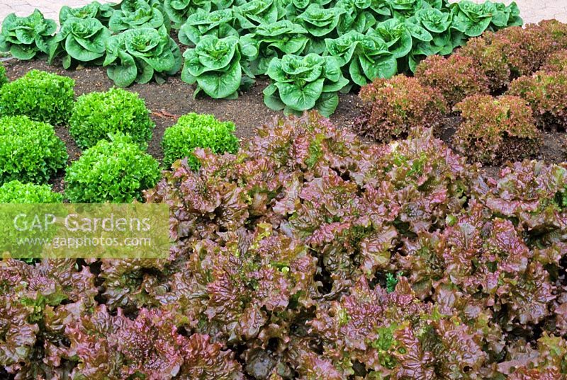 Lettuce varieties. Clockwise from front - Lactuca sativa 'New Fire Red', 'Frisbee', 'Winter Density' and ' Lollo Rossa'