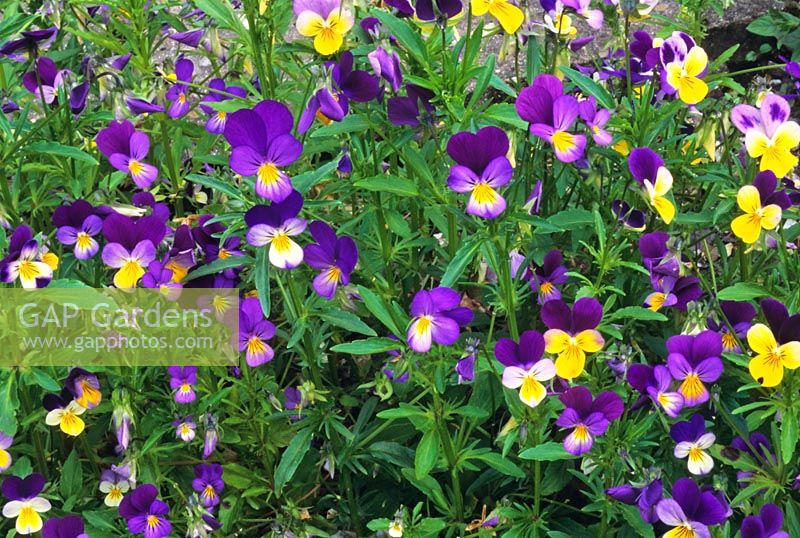 Viola tricolor - Heartsease