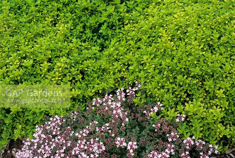 Thyme varieties including Thymus serphyllum 'Pink Chintz' and Thymus 'Golden'