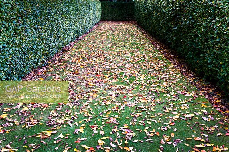 Lawn with fallen leaves edged by Fagus - Beech hedging 
