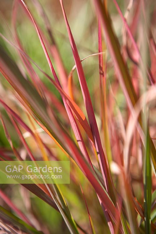 Ornamental grass with pinky red and green blades