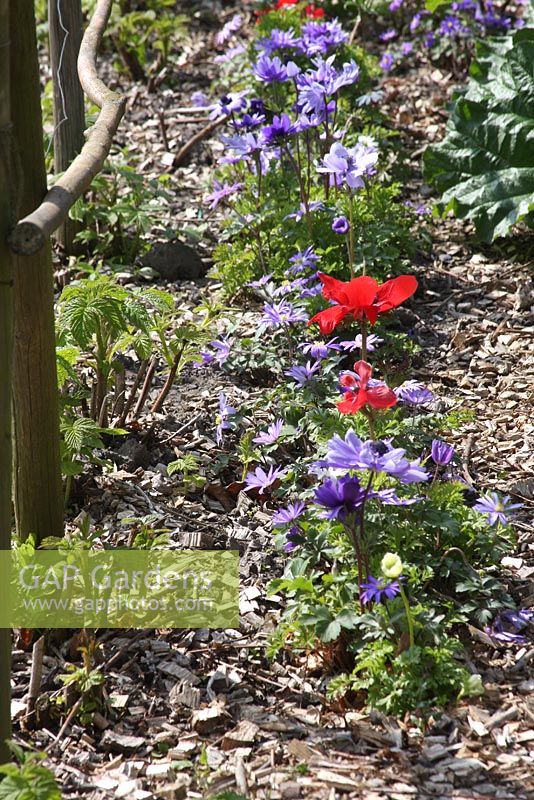 Anemone coronaria 'Mr. Fokker' -Kitchen garden in Spring