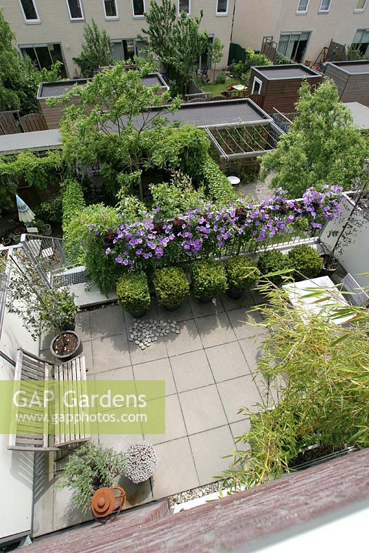 Aerial view of Petunias growing on balcony and Buxus in containers on Urban roof terrace