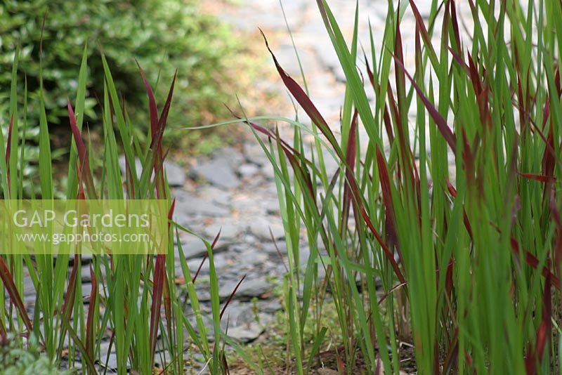 Imperata cylindrica 'Red baron' with grey slate behind in Urban garden in Summer 