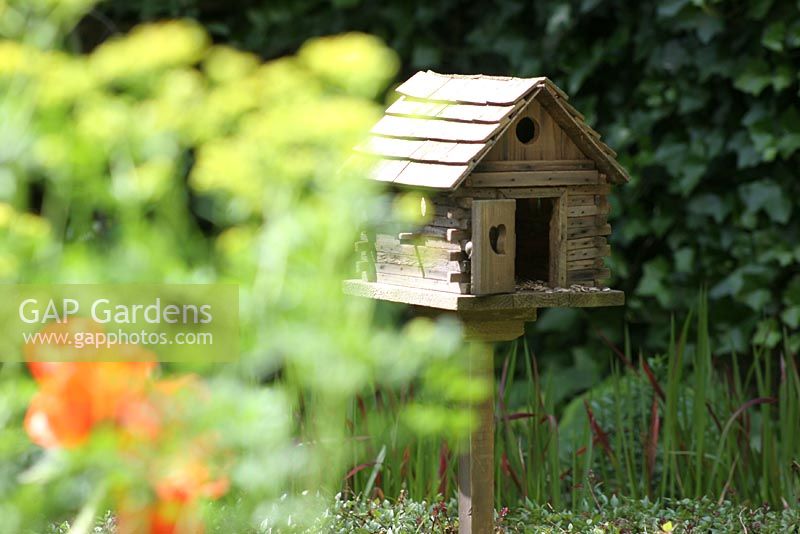 Papaver 'Orientale Leuchtfeuer' with Birdbox in an Urban garden in Summer 