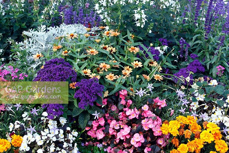 Border of bedding plants with Zinnia 'Profusion Apricot' and Heliotropium arborescens