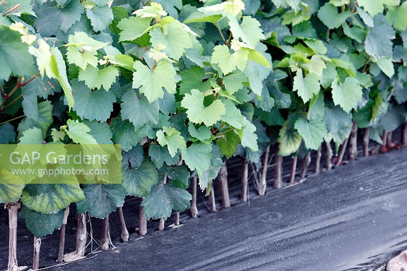 Lined out and budded Vitis - Grapevine plants