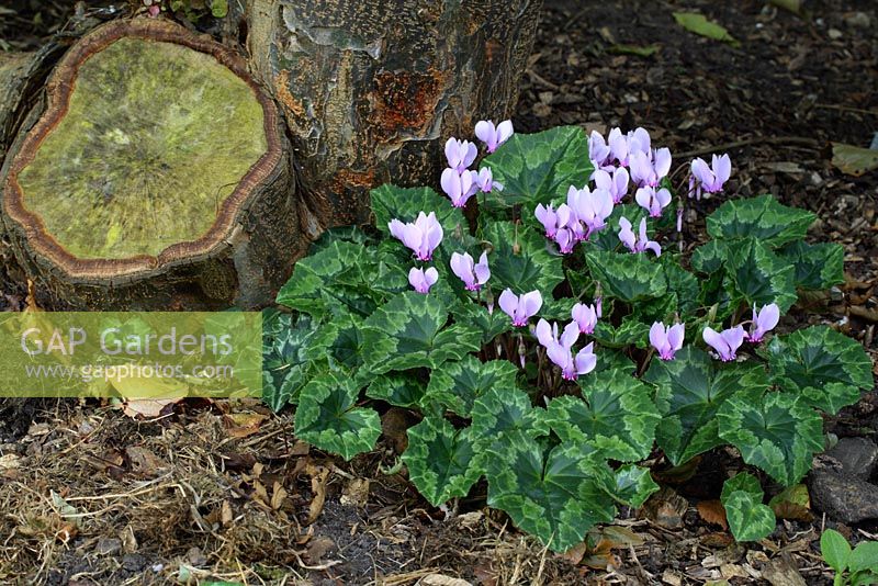 Cyclamen hederifolium in early October