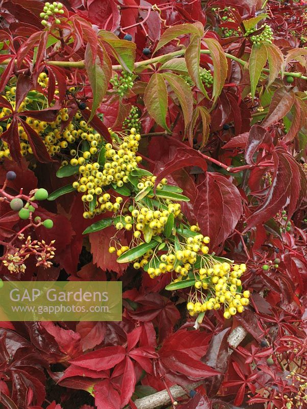 Yellow berried Pyracantha growing with with the autumn foliage of Parthenocissus quinquefolia - Virginia Creeper                             