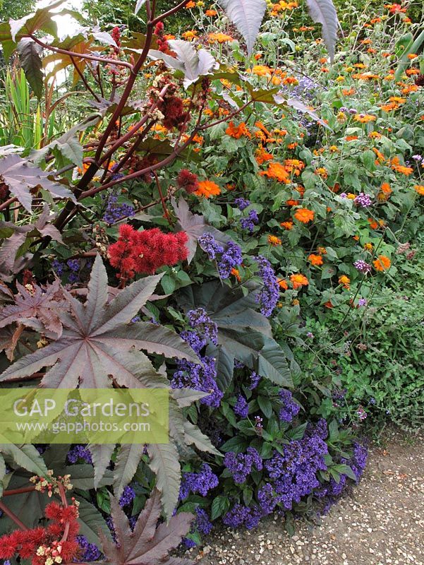 Orange Tithonia 'Torch' - Mexican Sunflowers, contrast with blue Heliotropium arborescens- Cherry Pie and the bold leaves and seed heads of Ricinus communis 'Carmencita' - Castor Oil Plant                