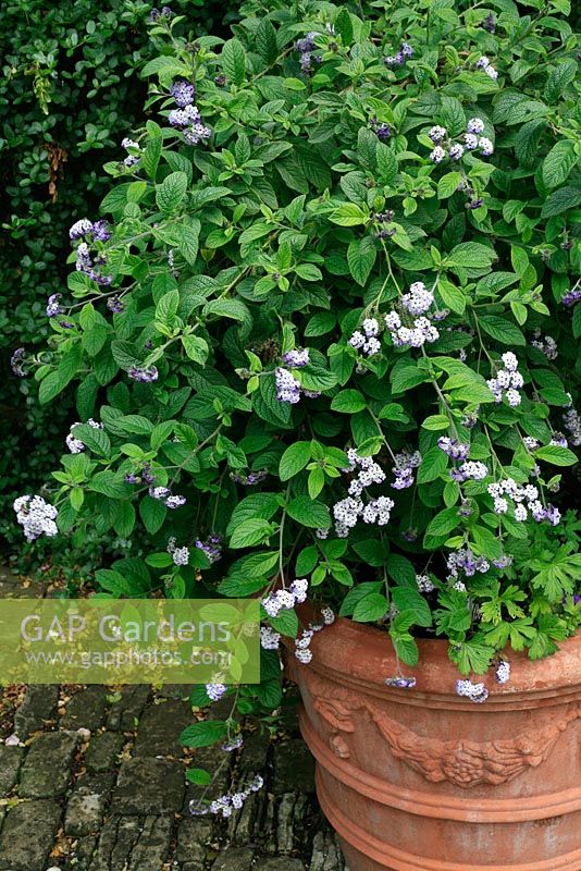 Heliotropium arborescens 'The Queen' growing in a terracotta pot decorated with swags near a house wall where the scent can be appreciated