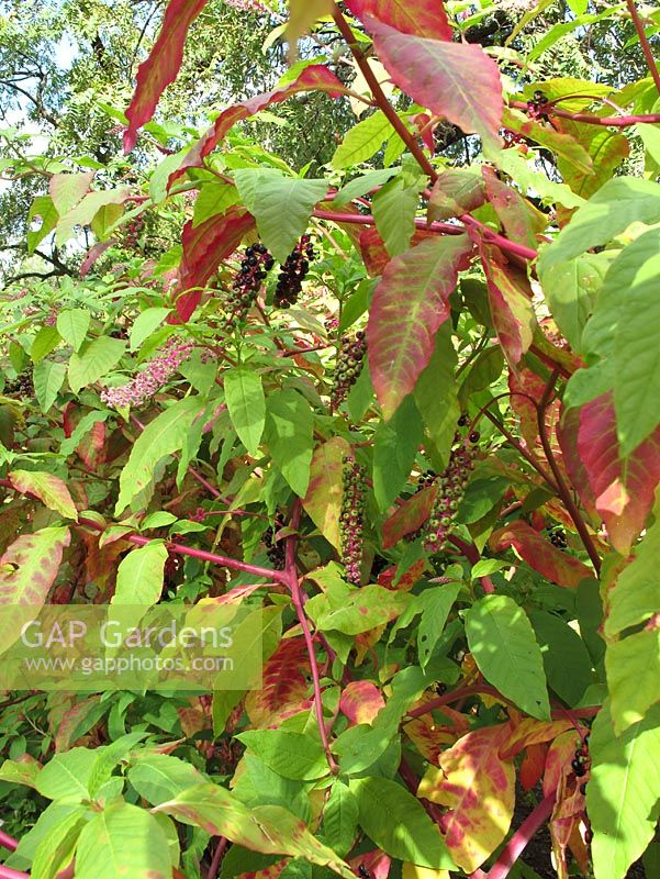Phytolacca americana - Pokeweed with flowers, berries and autumn tints
