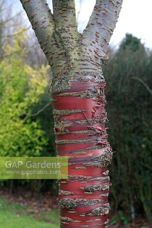 Prunus 'Kanzan' - Flowering cherry - grafted onto the mahogany coloured trunk of Prunus serrula to achieve a more free flowering tree with notable bark